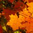 feuilles d'érable à l'automne