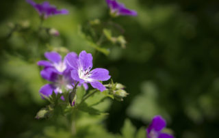 Géranium vivace - plante d'ombre