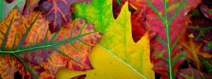 jcomjardin-feuilles-automnales