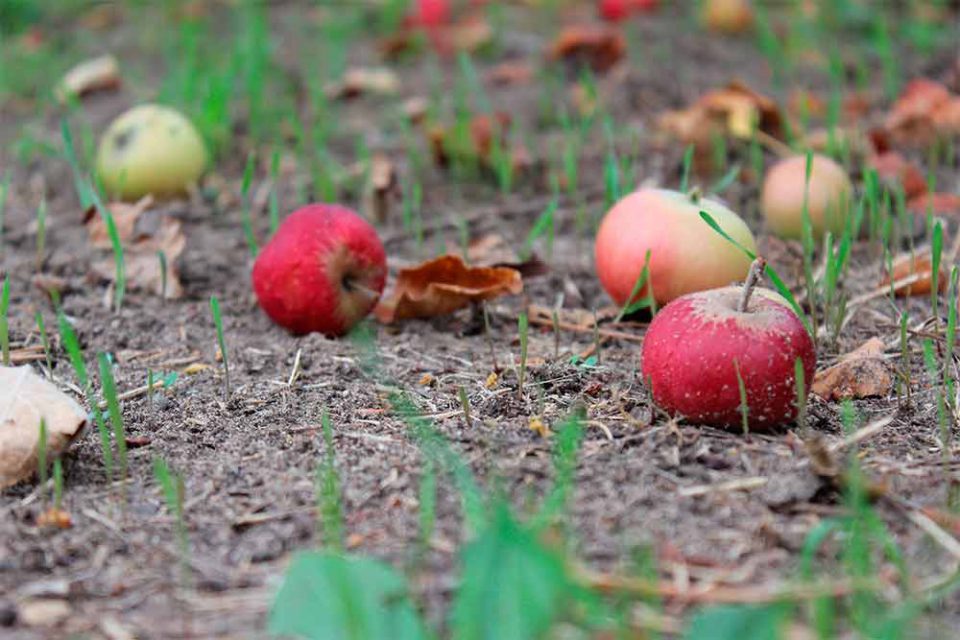 jcomjardin-pommes-fruits-tombes Septembre - pommes mures tombées sur le sol