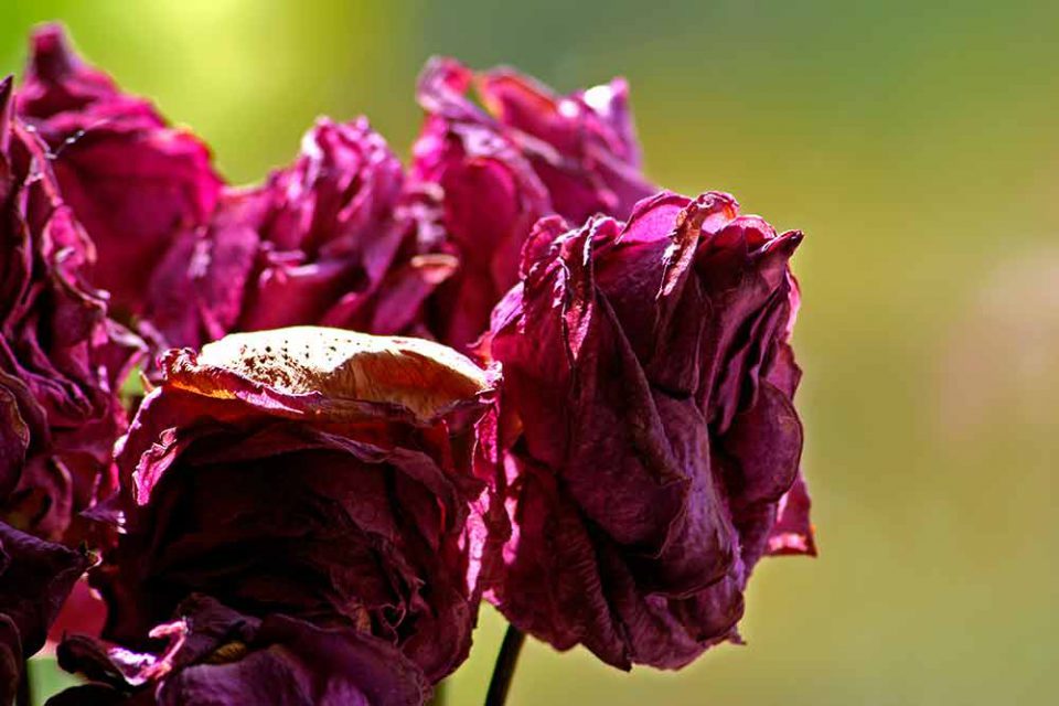 jcomjardin-fleurs-fanees Bouquet de roses fanées de couleur carmin