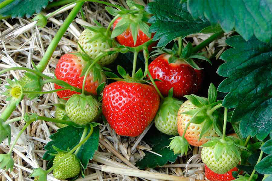 jcomjardin-fraises
